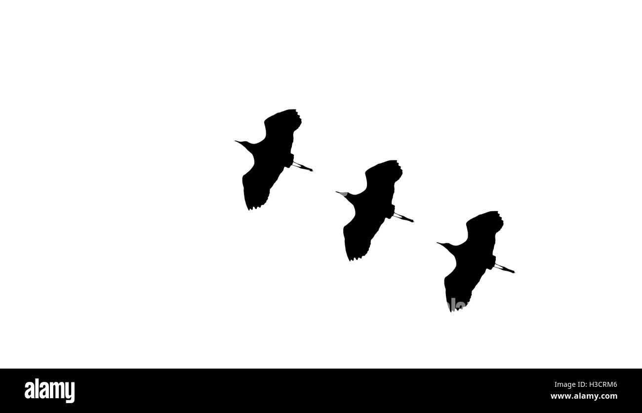 Gli uccelli, uccelli, volo, icona, silhouette, volare, crow, flock, sfondo, battenti, isolato, bianco, design, grafica, piccione, anatre Foto Stock