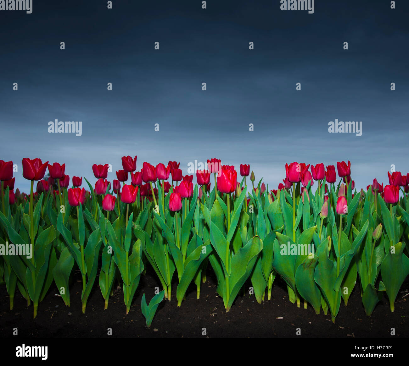 Plantacion de Tulipanes, Osorno, Cile. Tulipans Foto Stock