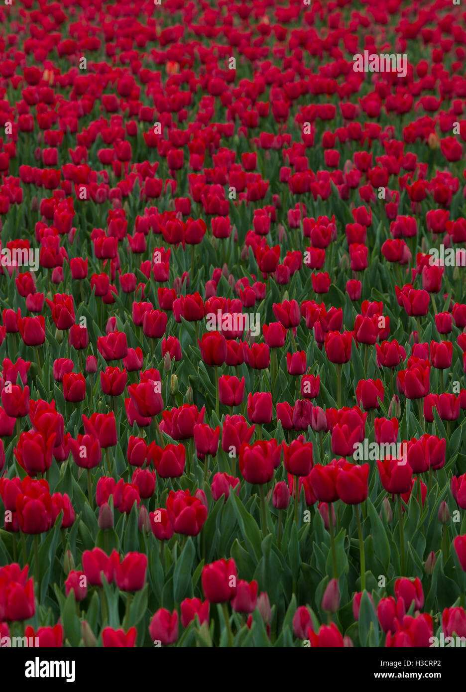 Tulipanes. Plantacion de Tulipanes, Osorno, Cile. Foto Stock