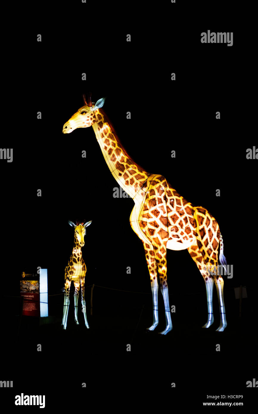 Lanterne Giraffe al Festival delle Lanterne di Illuminasia, realizzate a mano da artigiani, alimentate da luci a LED ad alta efficienza energetica Foto Stock