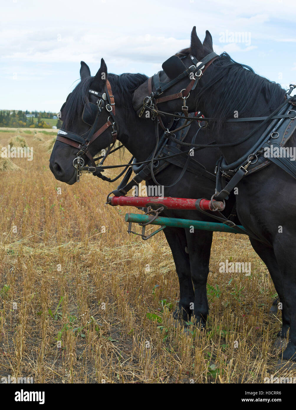 Cavallo Percheron al collo del compagno sfrozante durante la raccolta dell'avena in una fattoria occidentale Foto Stock