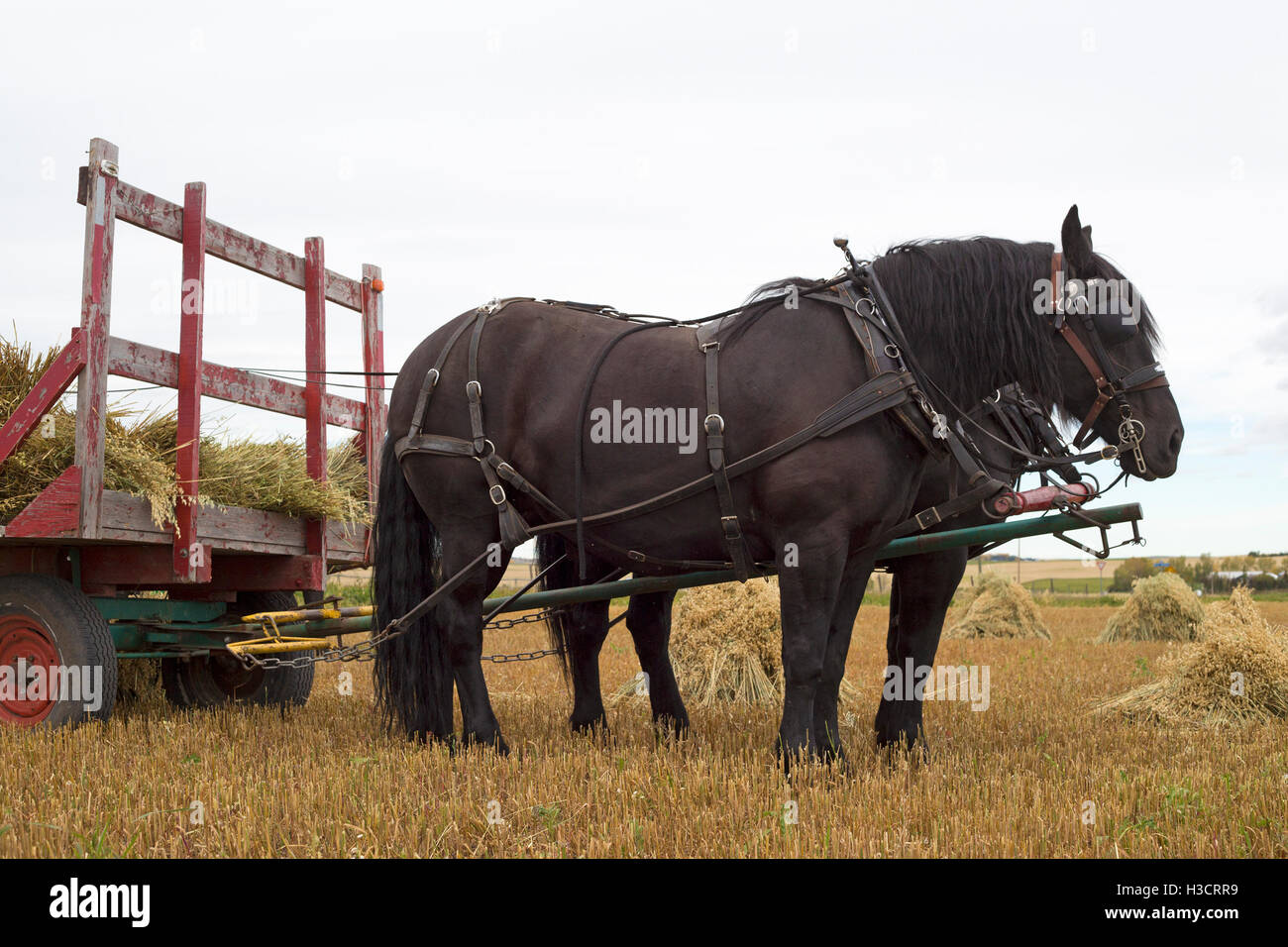 La squadra di cavalli Percheron viene utilizzata per raccogliere pozzi d'avena con il metodo tradizionale in un campo agricolo in Alberta, Canada Foto Stock