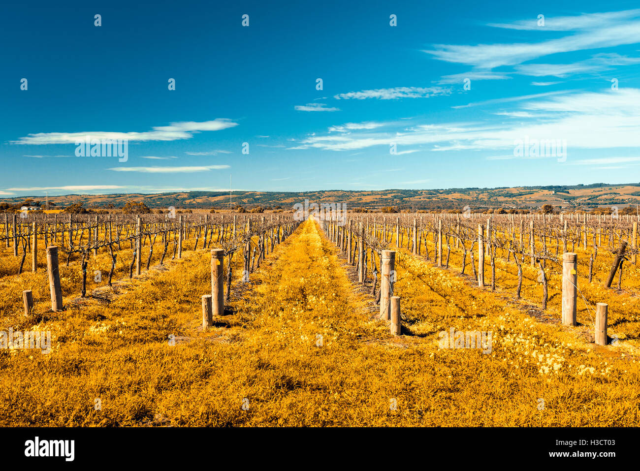 I vitigni in McLaren Vale, Australia del Sud. Color-tonificazione applicata Foto Stock