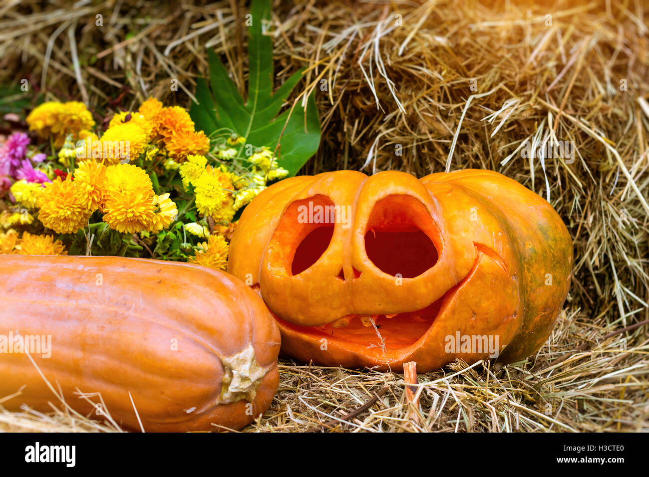 Zucche, scolpiti in forma di divertimento e facce di spaventoso. Raccolto, preparare per la festa di Halloween. Grande autunno arancione zucca e zucchine Foto Stock
