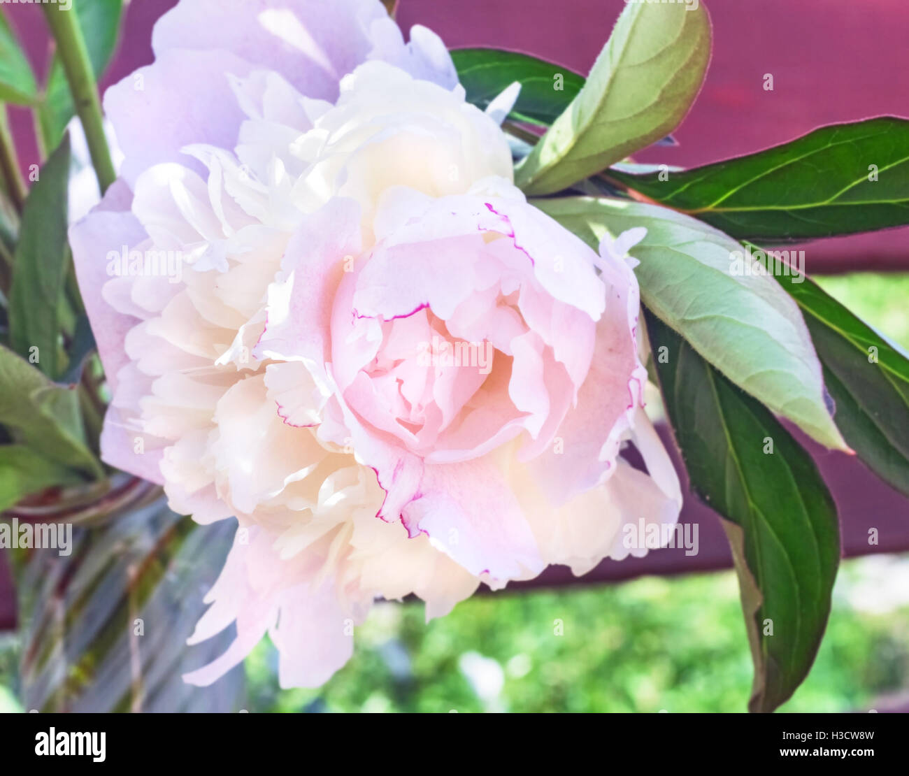 Nice big lussuosa Peonia Rosa ad estate giornata di sole Foto Stock