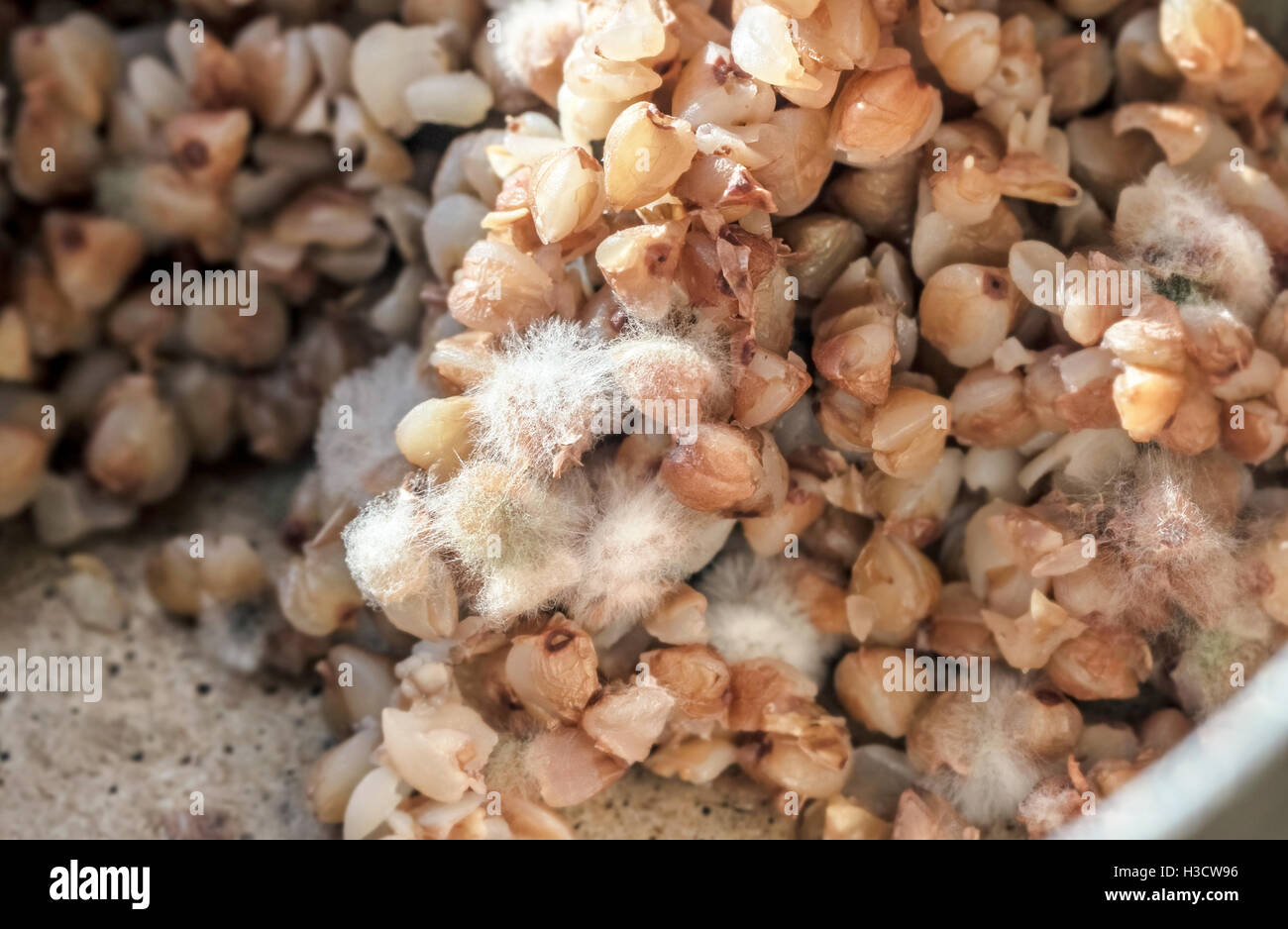 Stampo sul grano saraceno porridge come simbolo di pericolo per la salute Foto Stock