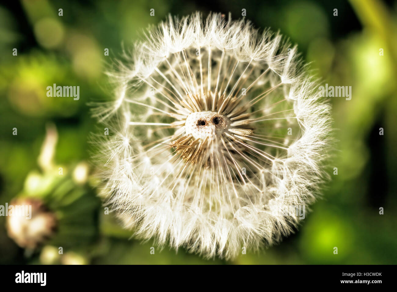 Dente di leone bianco al giorno d'estate come il suino con naso Foto Stock