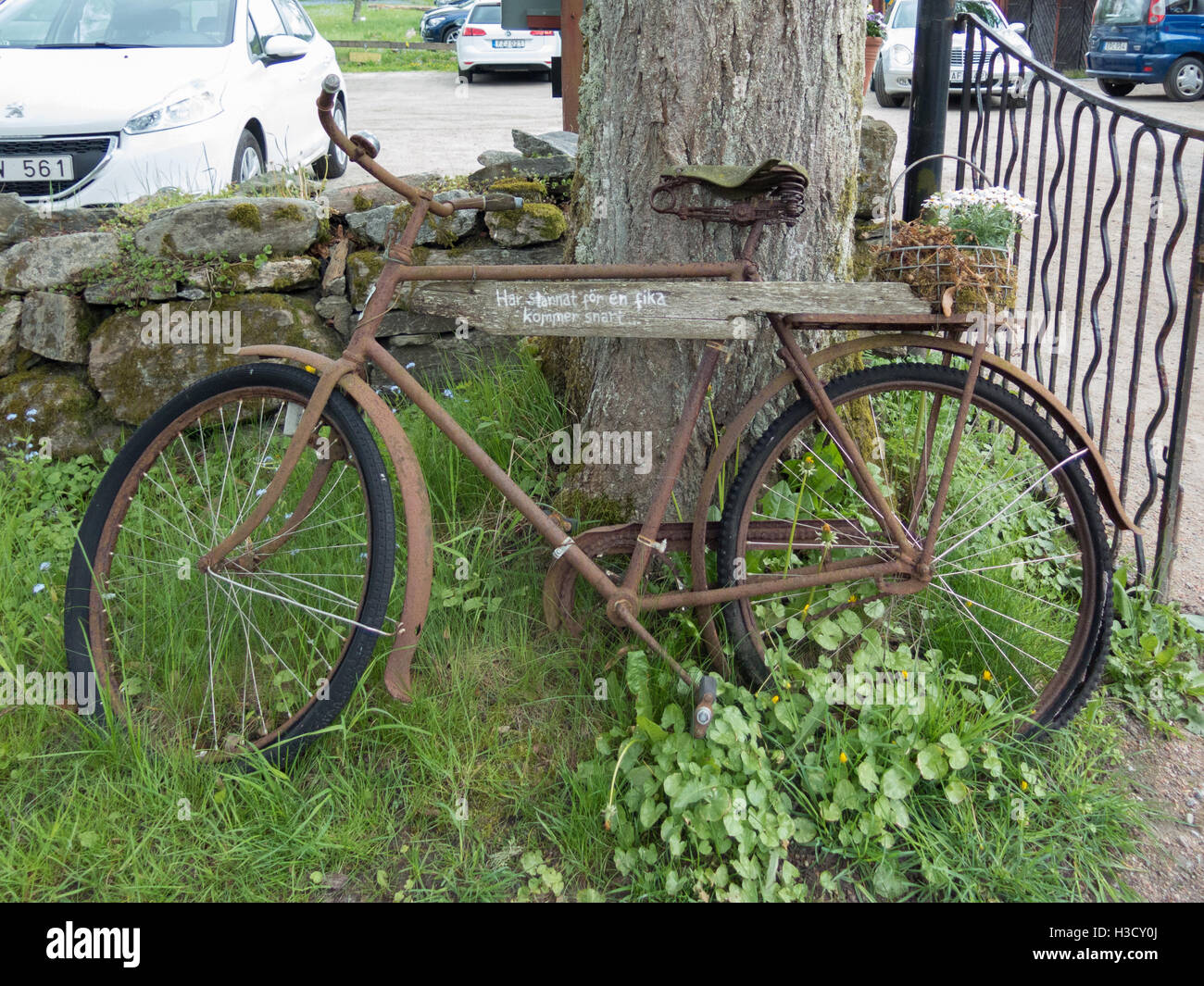 Vecchio arrugginito bicyckle appoggia contro i tre con un bellissimo fiore indietro Foto Stock