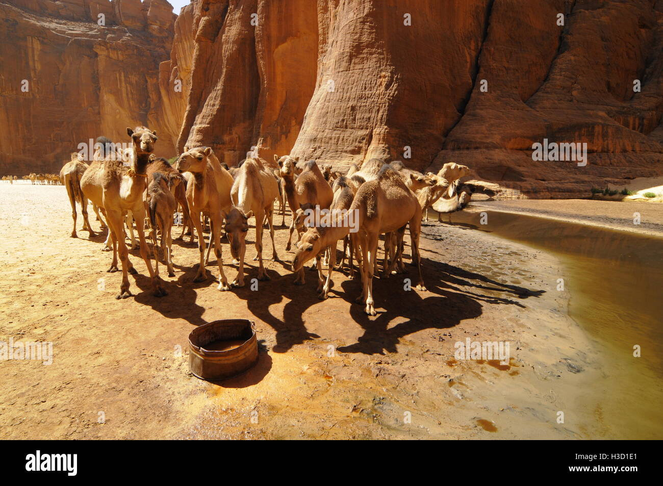 Cammelli in Guelta Archei, Ennedi, il Deserto del Sahara, Tchad, Africa Foto Stock