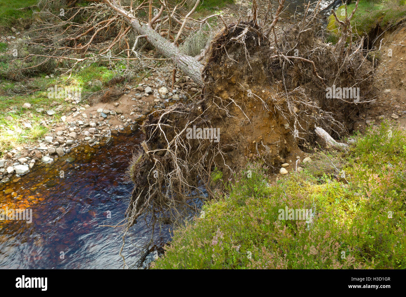 Allt Lorgy fiume progetto di restauro, albero caduto a sinistra per il controllo di flusso e di ridurre il rischio di alluvione. Vicino a Carrbridge in Scozia Foto Stock