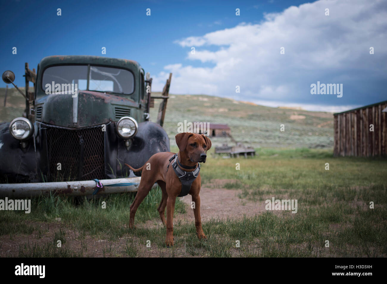 Cane in piedi di fronte a abbandonato auto d'epoca sul campo Foto Stock