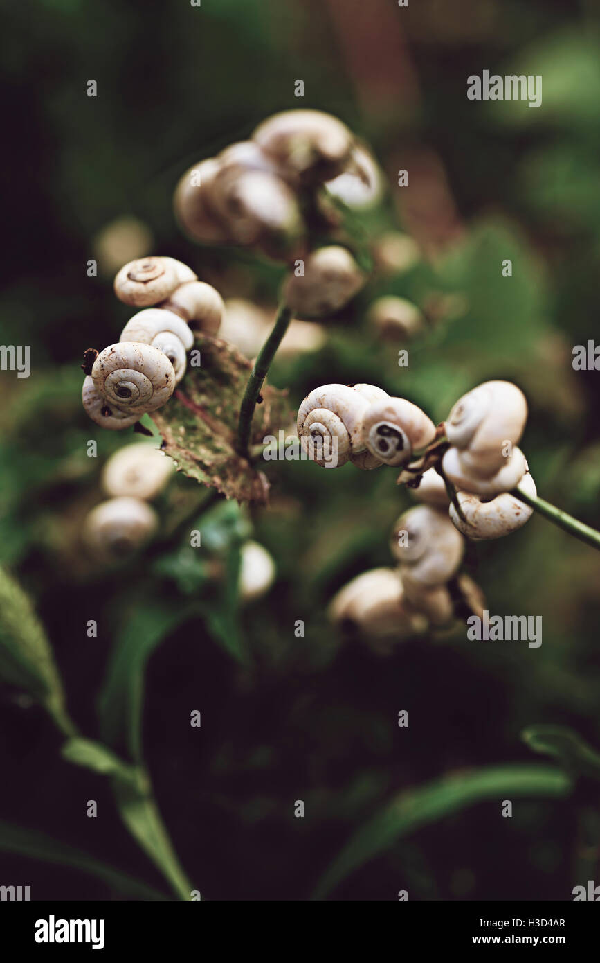 Close-up della pianta di felce Foto Stock