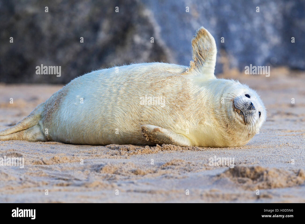 Una guarnizione grigio pup poggia su una spiaggia, costa del Mare del Nord, Norfolk, Inghilterra Foto Stock