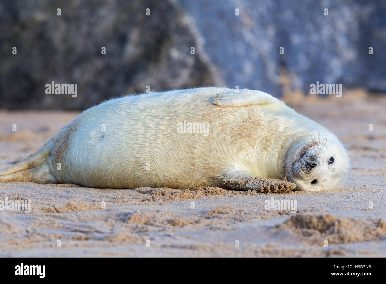 Una guarnizione grigio pup poggia su una spiaggia, costa del Mare del Nord, Norfolk, Inghilterra Foto Stock