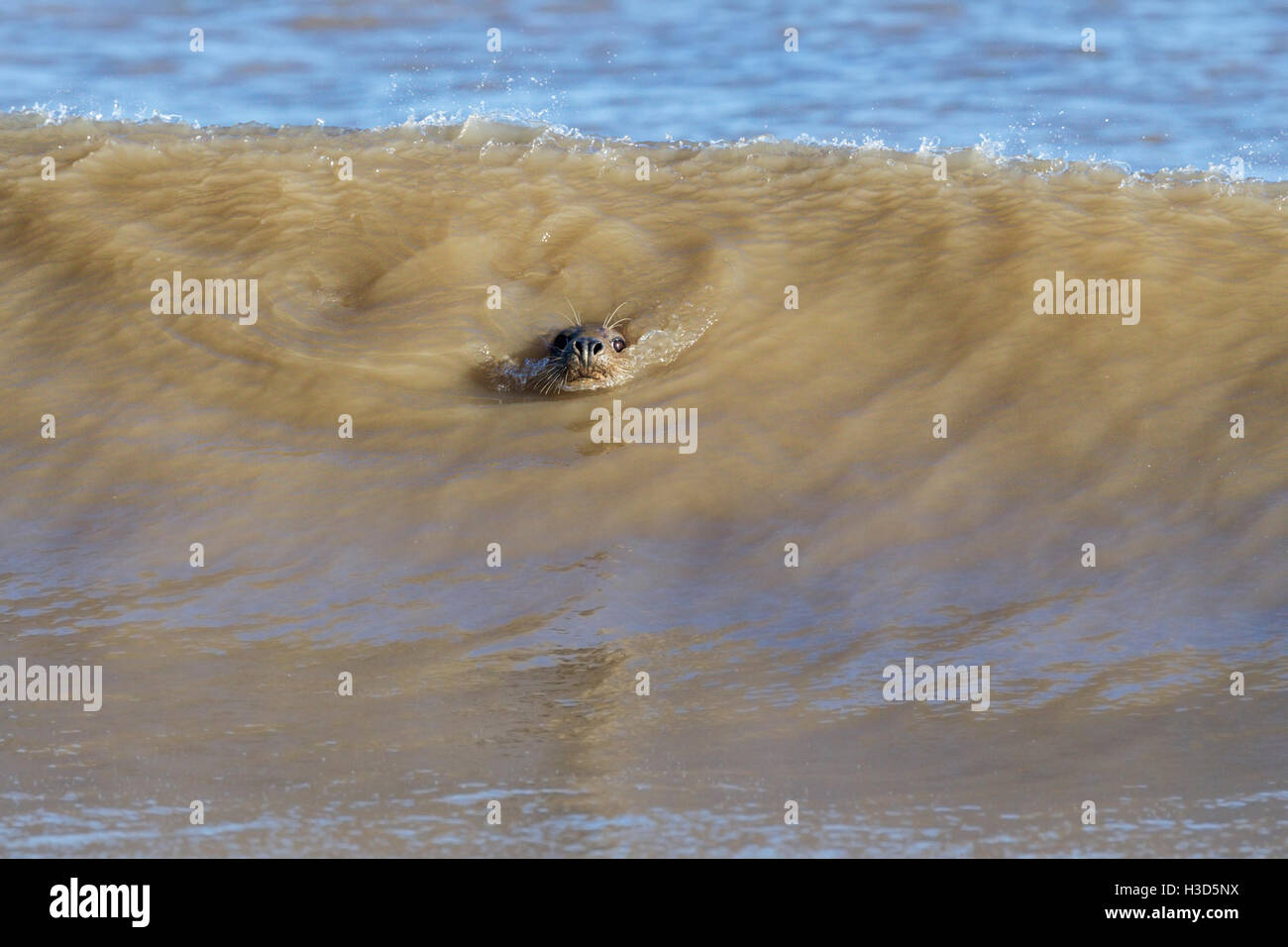 Una femmina adulta guarnizione grigia nuota tra il surf e la costa del Mare del Nord, Norfolk, Inghilterra Foto Stock