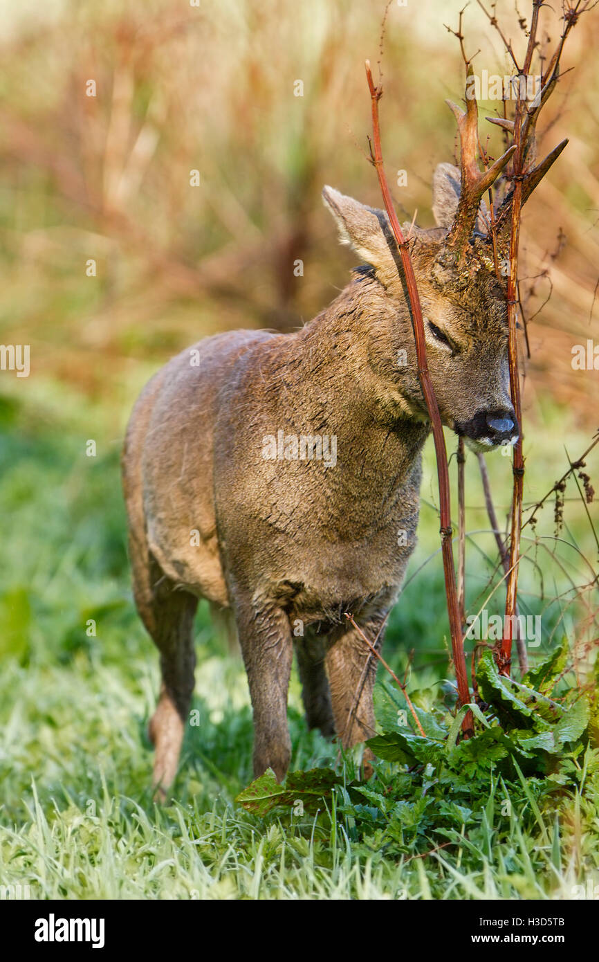 Un capriolo sbavature profumo da una ghiandola sotto il suo palchi sulla vegetazione per segnare il suo territorio durante la primavera, Norfolk, Inghilterra Foto Stock
