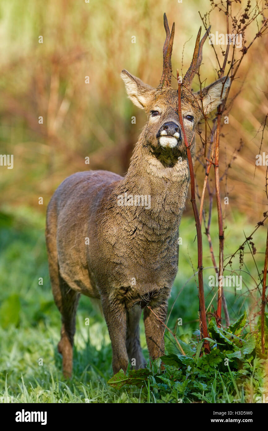 Un capriolo sbavature profumo da una ghiandola sotto il suo occhio sulla vegetazione per segnare il suo territorio durante la primavera, Norfolk, Inghilterra Foto Stock