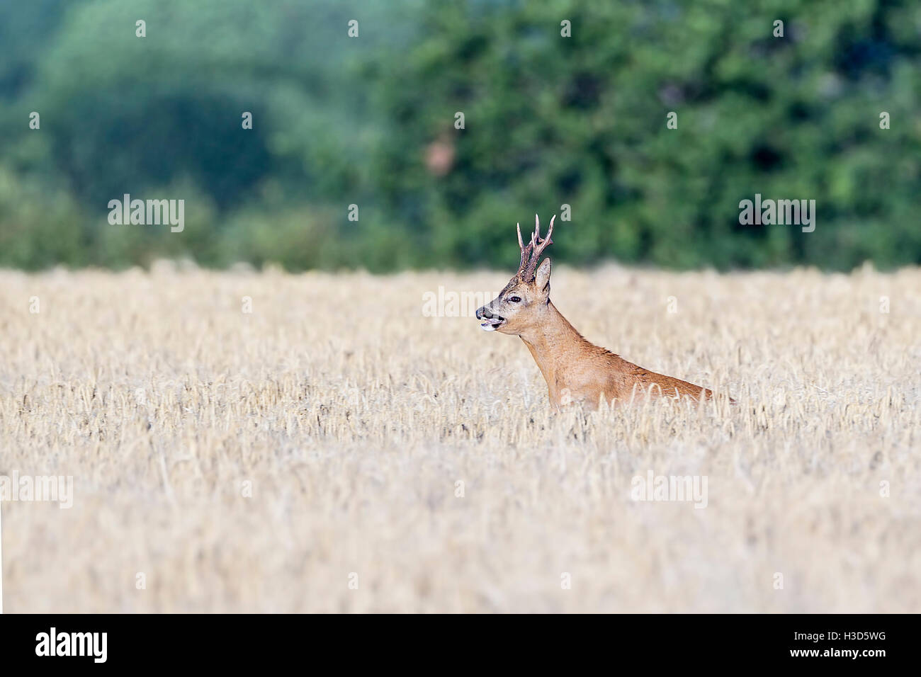 Un maschio territoriale caprioli visualizzazione flehmen risposta mentre nel perseguimento di una femmina in oestrous durante l annuale rut, Norfolk Foto Stock