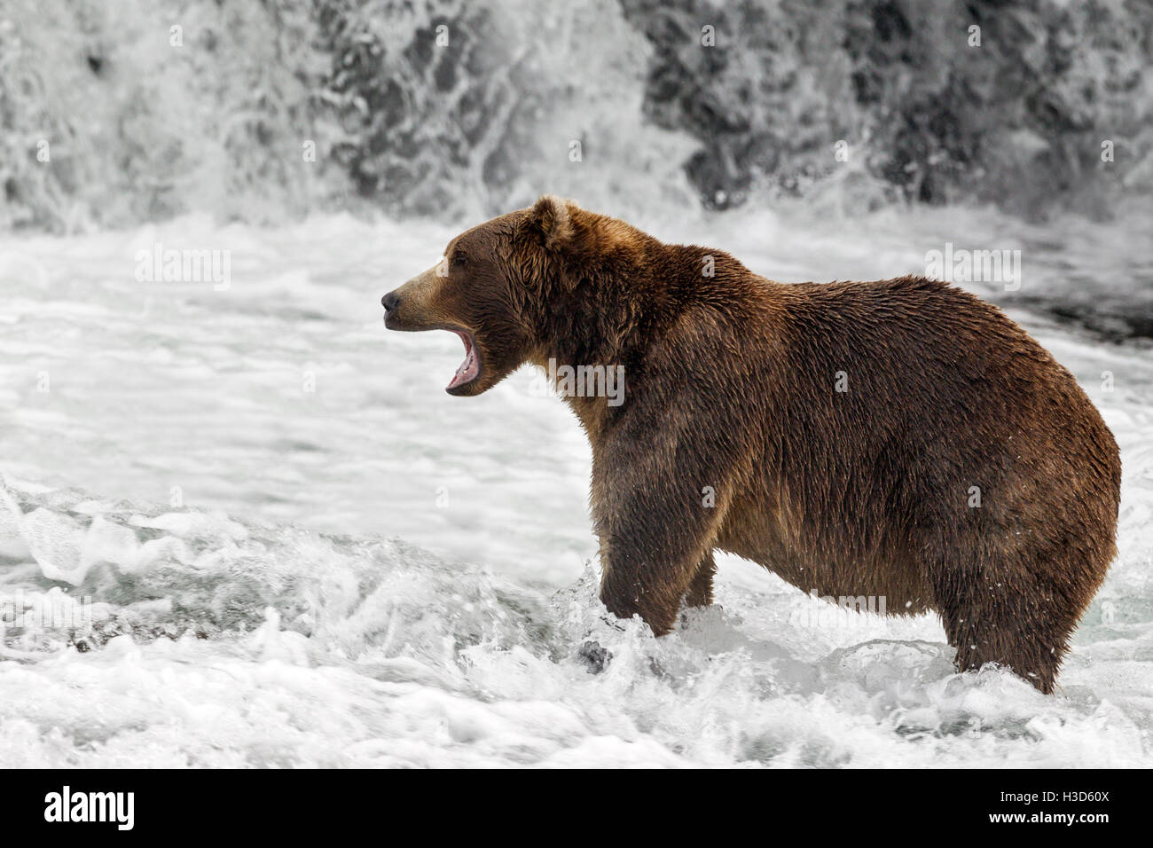 Maschio di orso bruno la pesca al Salmone Sockeye presso Brooks Falls, Katmai National Park, Alaska Foto Stock