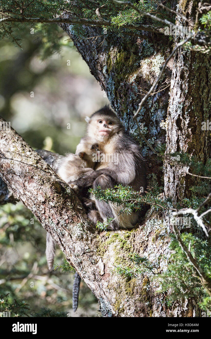 Una femmina nera rampognare-annusò scimmia suckles del suo bambino nei rami di una conifera albero in una foresta Himalayana, Yunnan, Cina Foto Stock