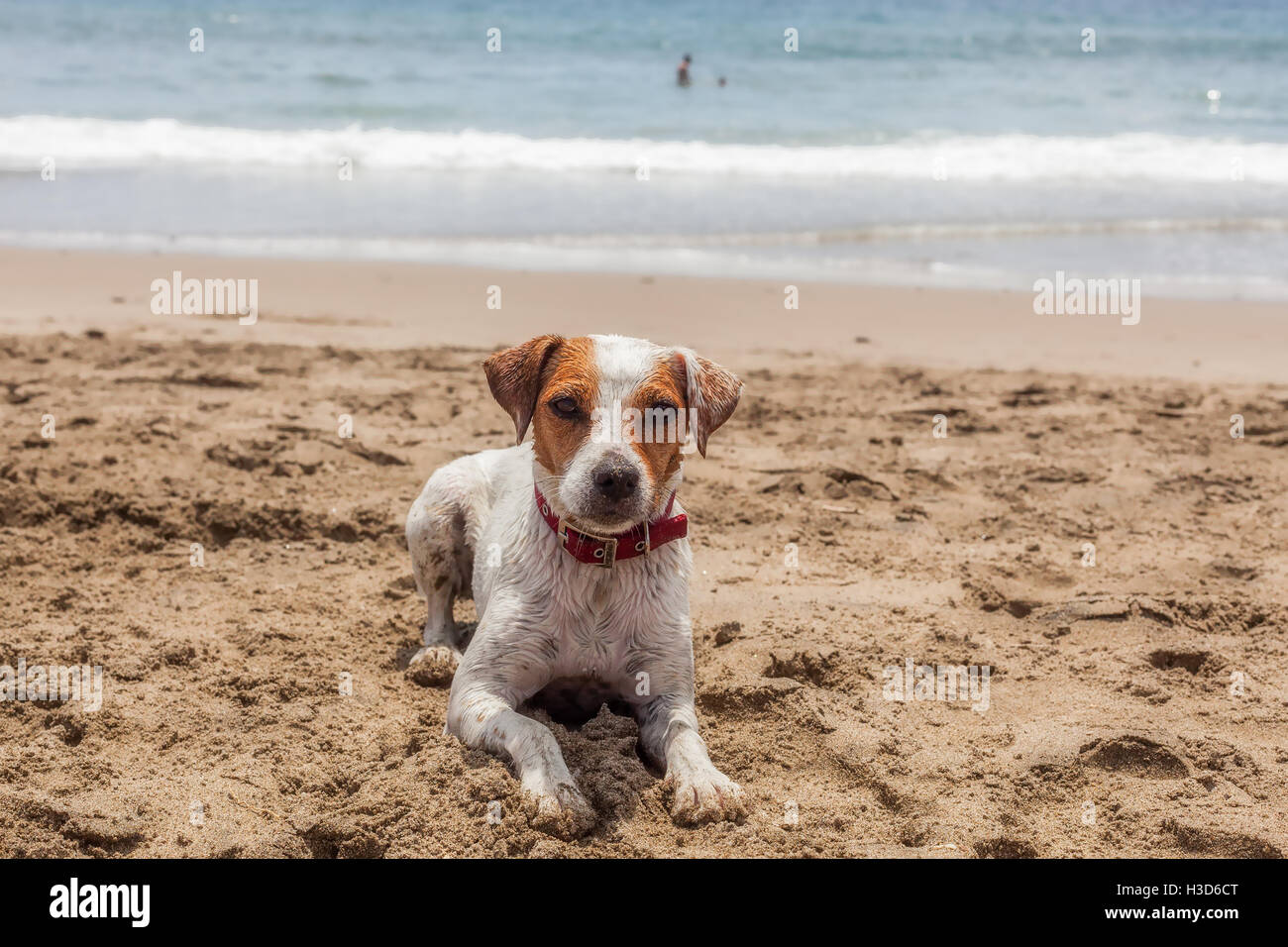 Jack Russell Terrier un cane femmina in appoggio sulla spiaggia di Isola delle Galapagos, Ecuador, Sud America Foto Stock