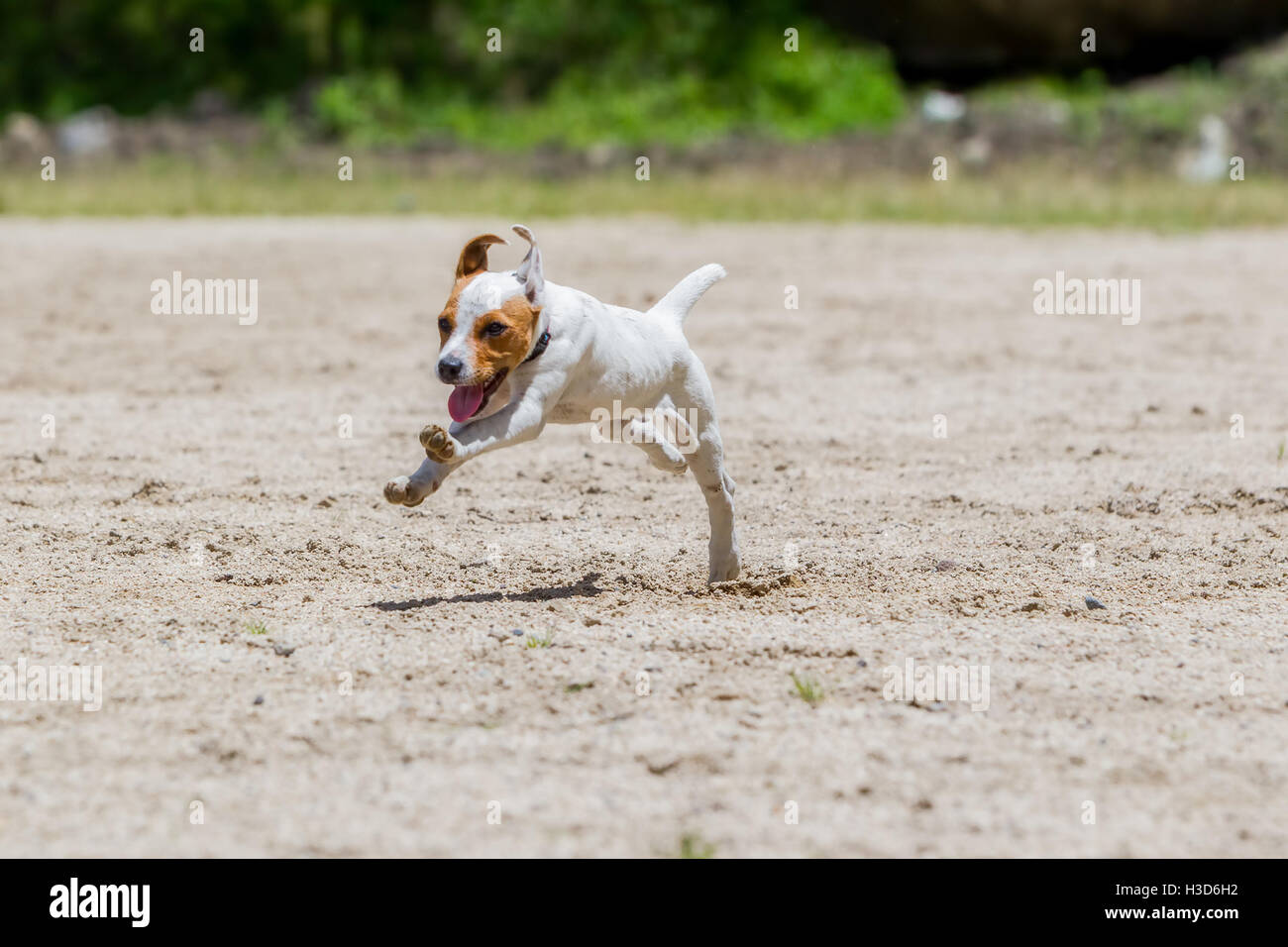 Jack Russell Terrier un cane femmina che corre verso la telecamera con la massima velocità Foto Stock