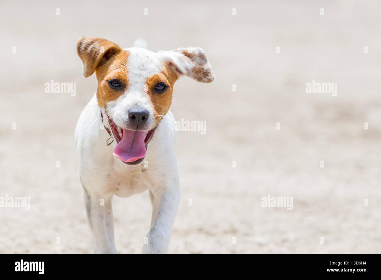 Happy Jack Russell Terrier che corre verso la telecamera, la profondità di campo con il focus sulla faccia Foto Stock