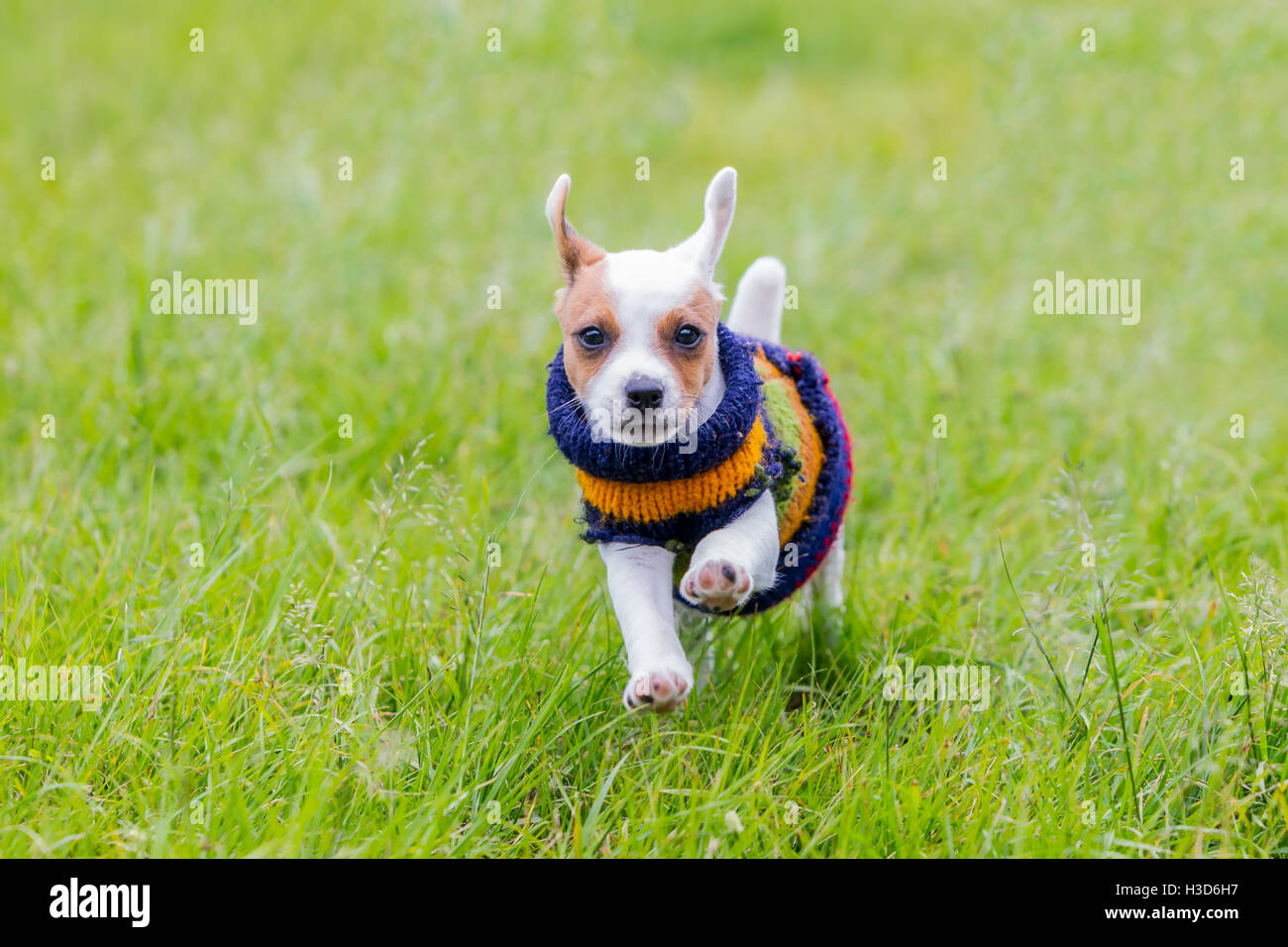 Happy Jack Russell Terrier che corre verso la telecamera, la profondità di campo con il focus sulla faccia Foto Stock