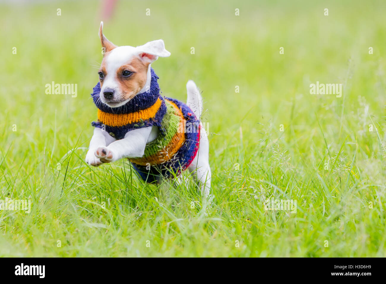 Carino piccolo cane Jack Russell Terrier con giacca invernale saltando nel prato Foto Stock