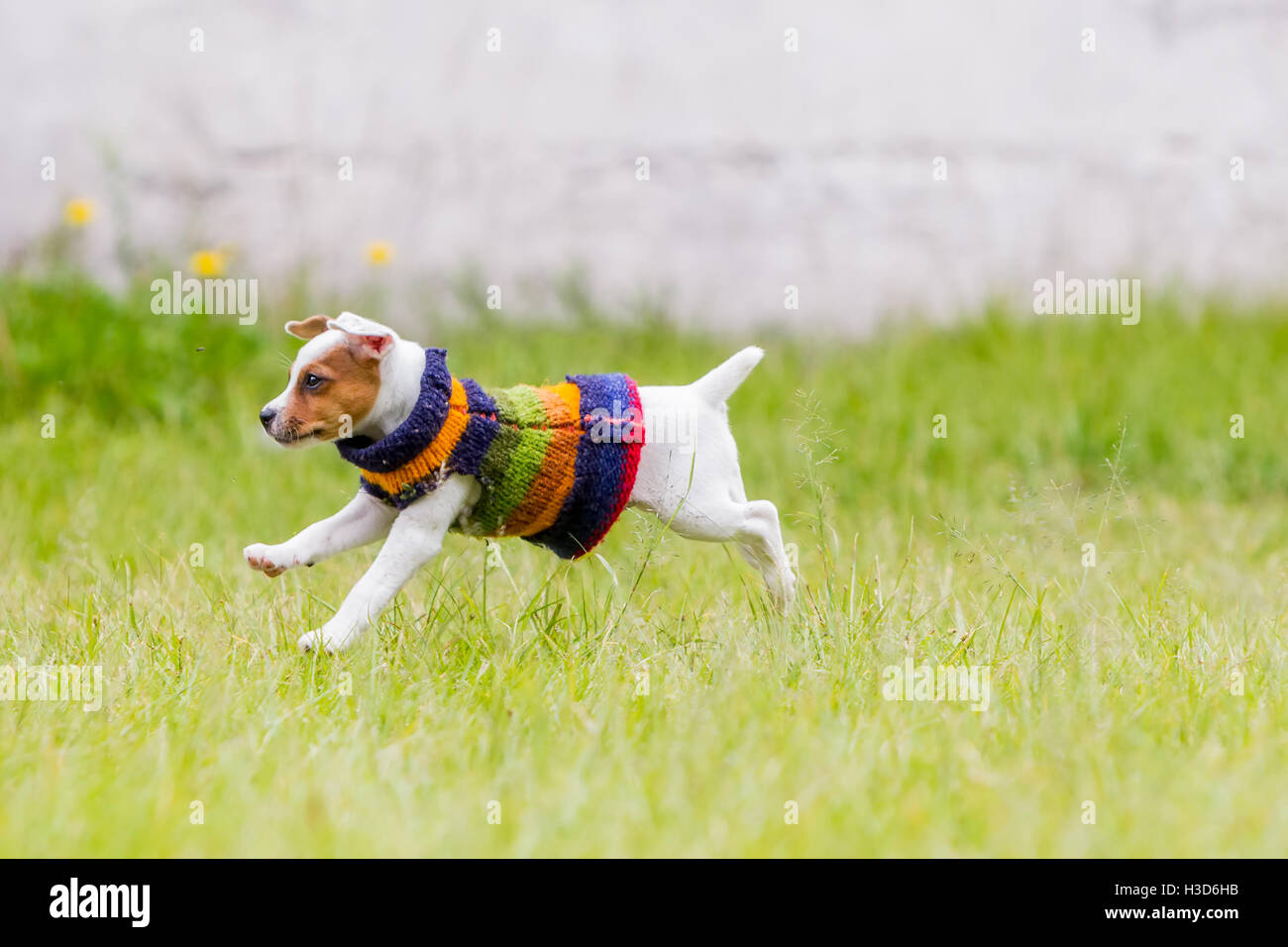 Due mesi Jack Russell Terrier cucciolo femmina Jumping felicemente in Prato Foto Stock