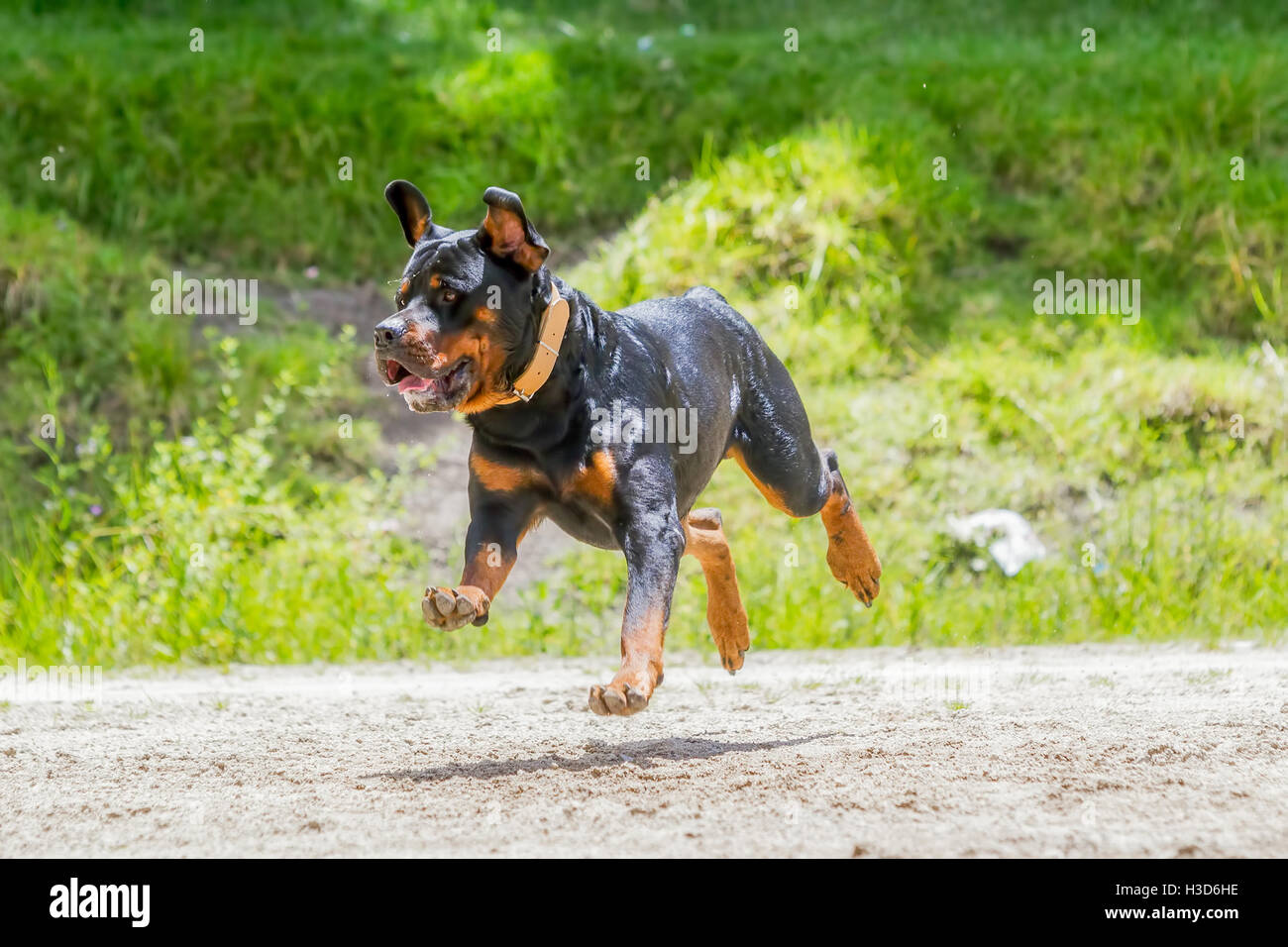 Funny giovane cane Rottweiler Jumping alta Foto Stock