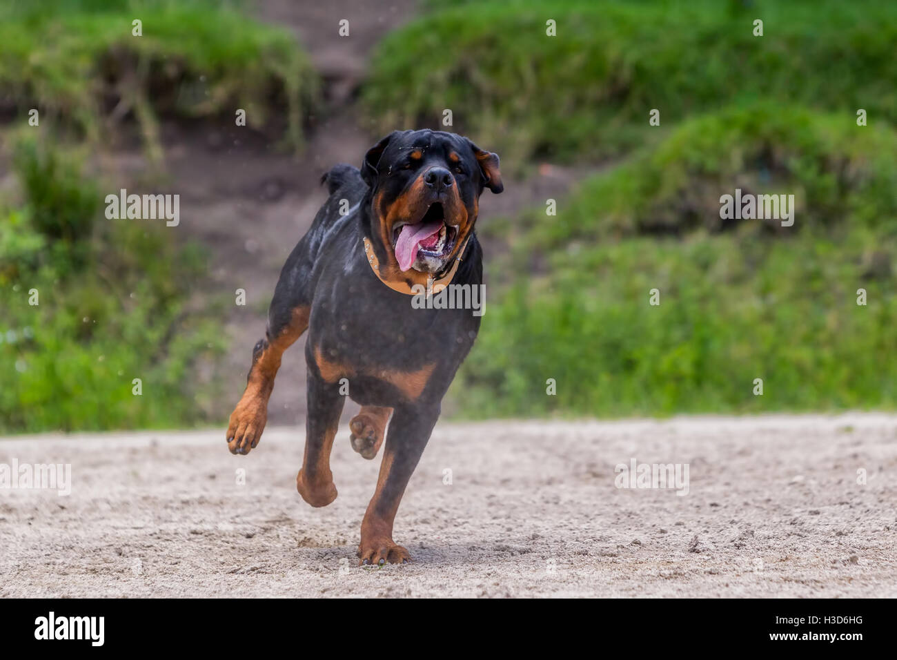 Funny giovane Rottweiler cane che corre sotto la pioggia Foto Stock