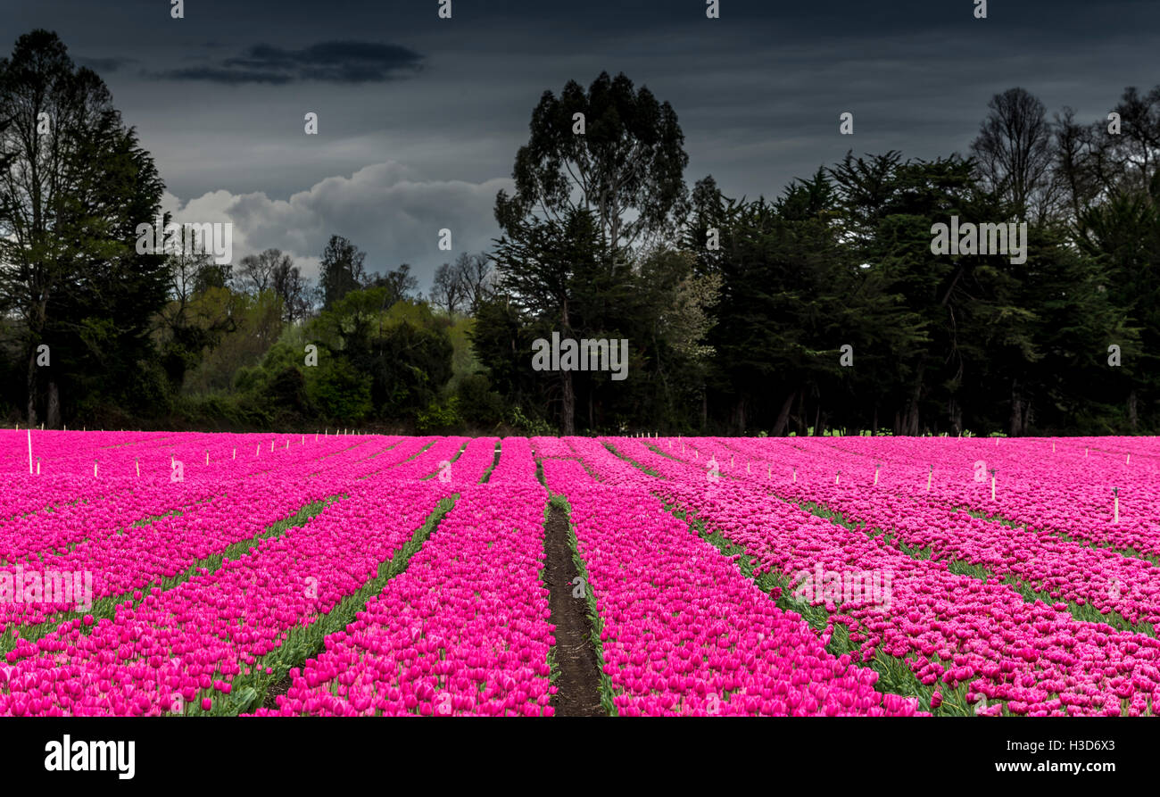 Tulipans. Tulipanes, Cile. tulip, i tulipani Foto Stock