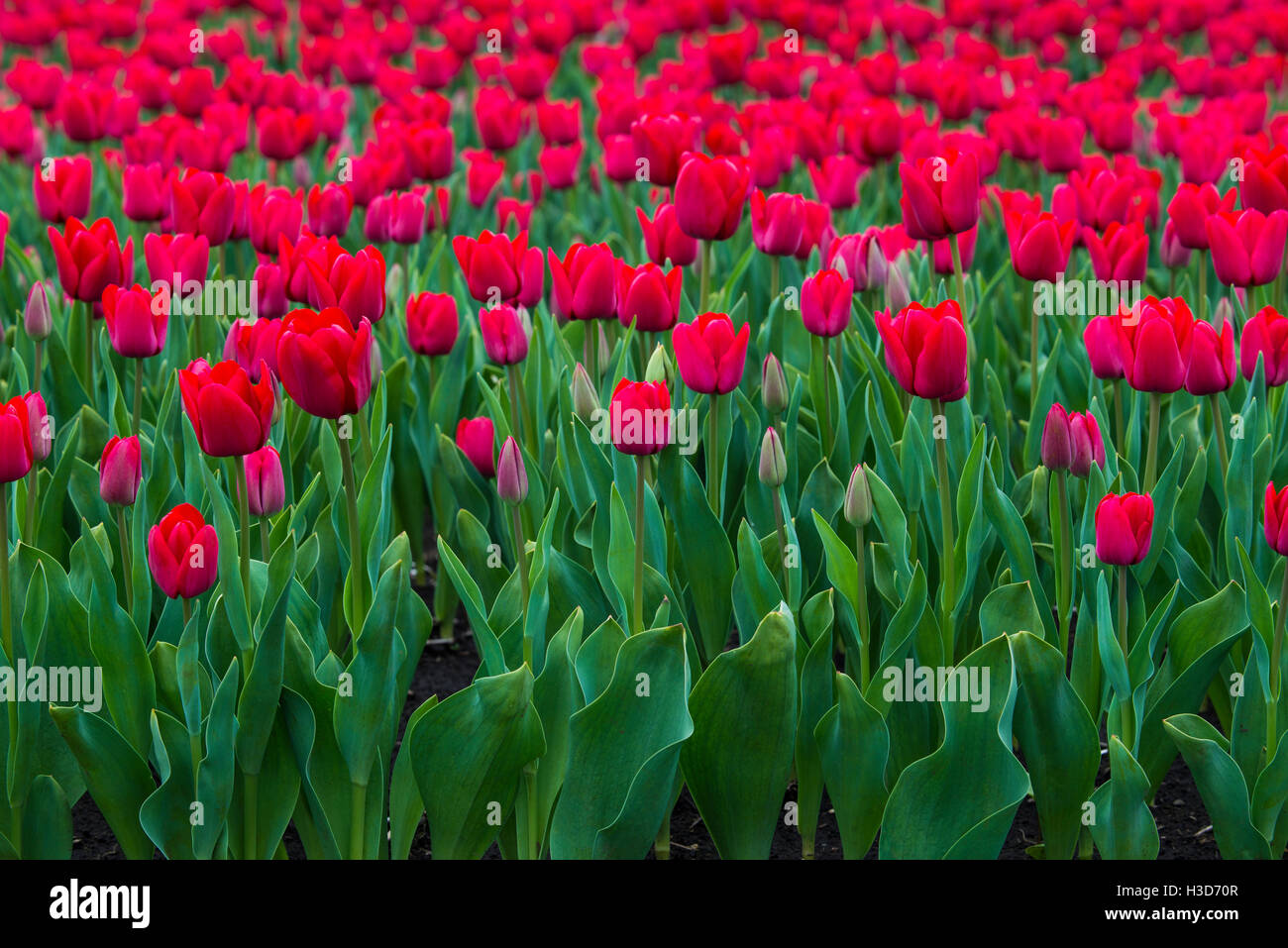 Tulipanes, Osono, Cile, Tulipans. Foto Stock
