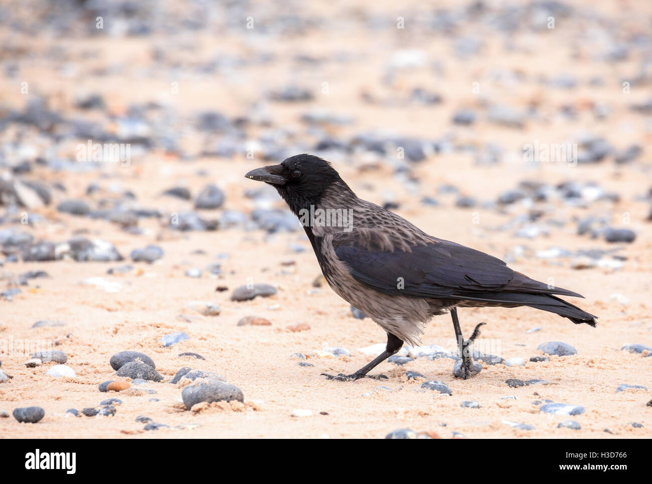 Da soli carrion crow sulla spiaggia Isola Helgoland, mare del Nord, Germania Foto Stock