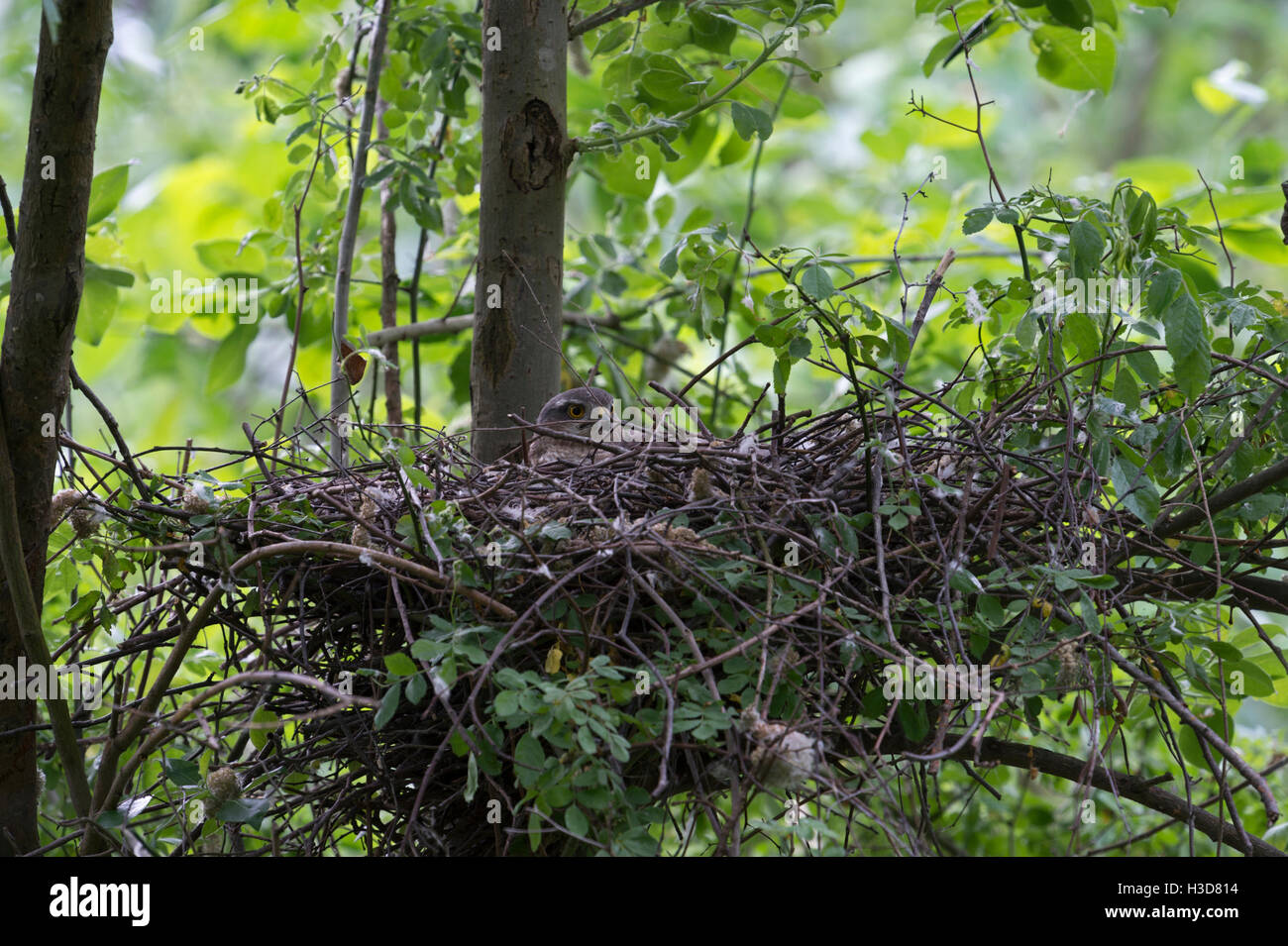 Sparviero / Sperber ( Accipiter nisus ), femmina adulta, allevamento, seduto nel suo sito di nidificazione in un albero a foglie decidue. Foto Stock