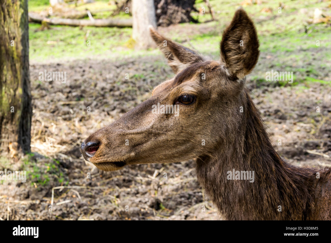 Ritratto di una giovane donna di alci che vivono in cattività, mostrando l'animale in ist habitat naturali Foto Stock