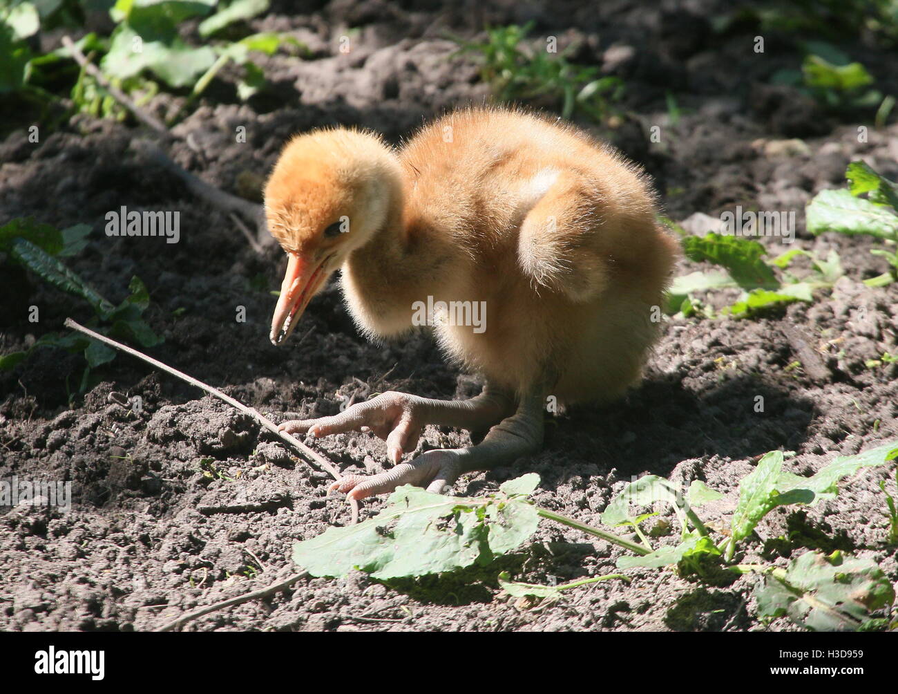 Baby Red-crowned crane o gru giapponese pulcino (Grus japonensis) Foto Stock