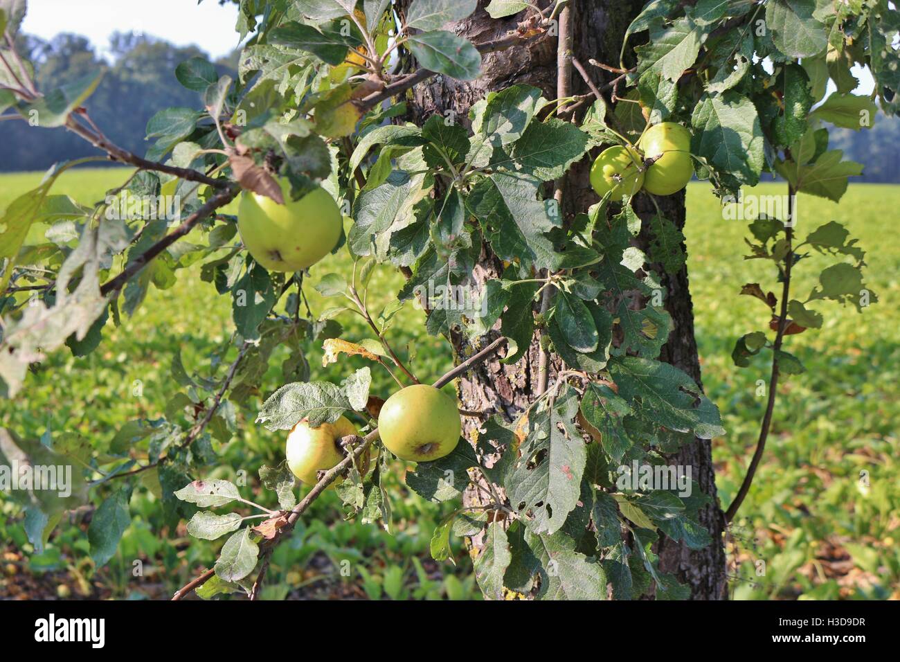 Mele Verdi che crescono su un albero di mele. Nella regione di Kraichgau, Germania meridionale, Europa. Foto Stock