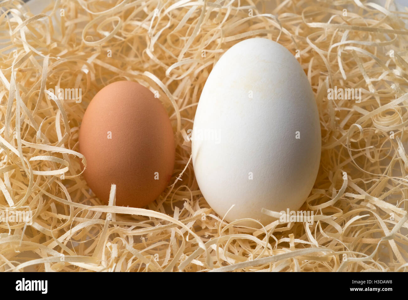 Coppia di uova di pollo e oca fianco a fianco Foto Stock