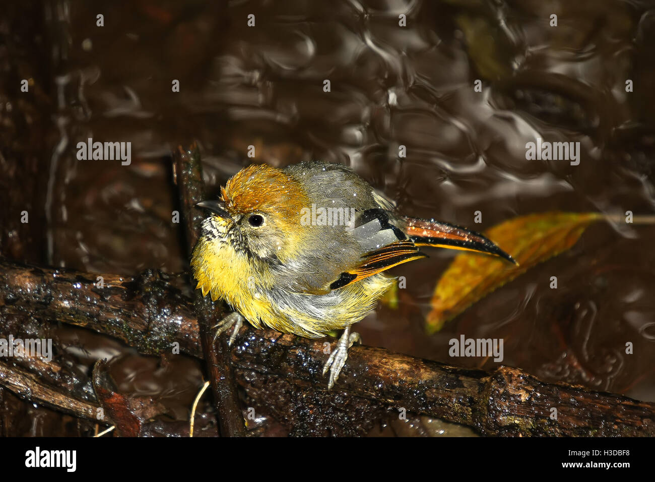 Chestnut-tailed Minla Bagno uccelli Foto Stock