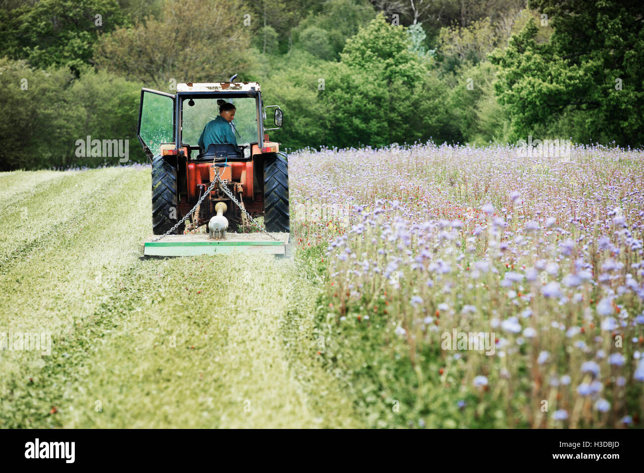 Un trattore il taglio di un raccolto di erba e un prato di fiori selvaggi. Foto Stock