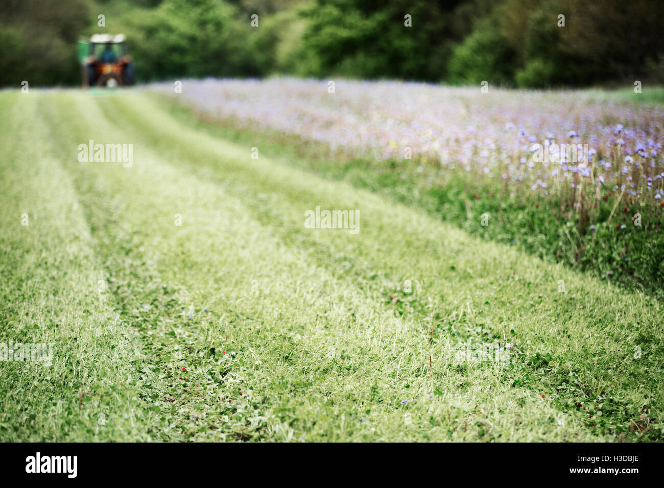 Un campo verde erba, in crescita e un raccolto di cornflowers blu e un fiore selvatico prato. Il trattore nella distanza. Foto Stock