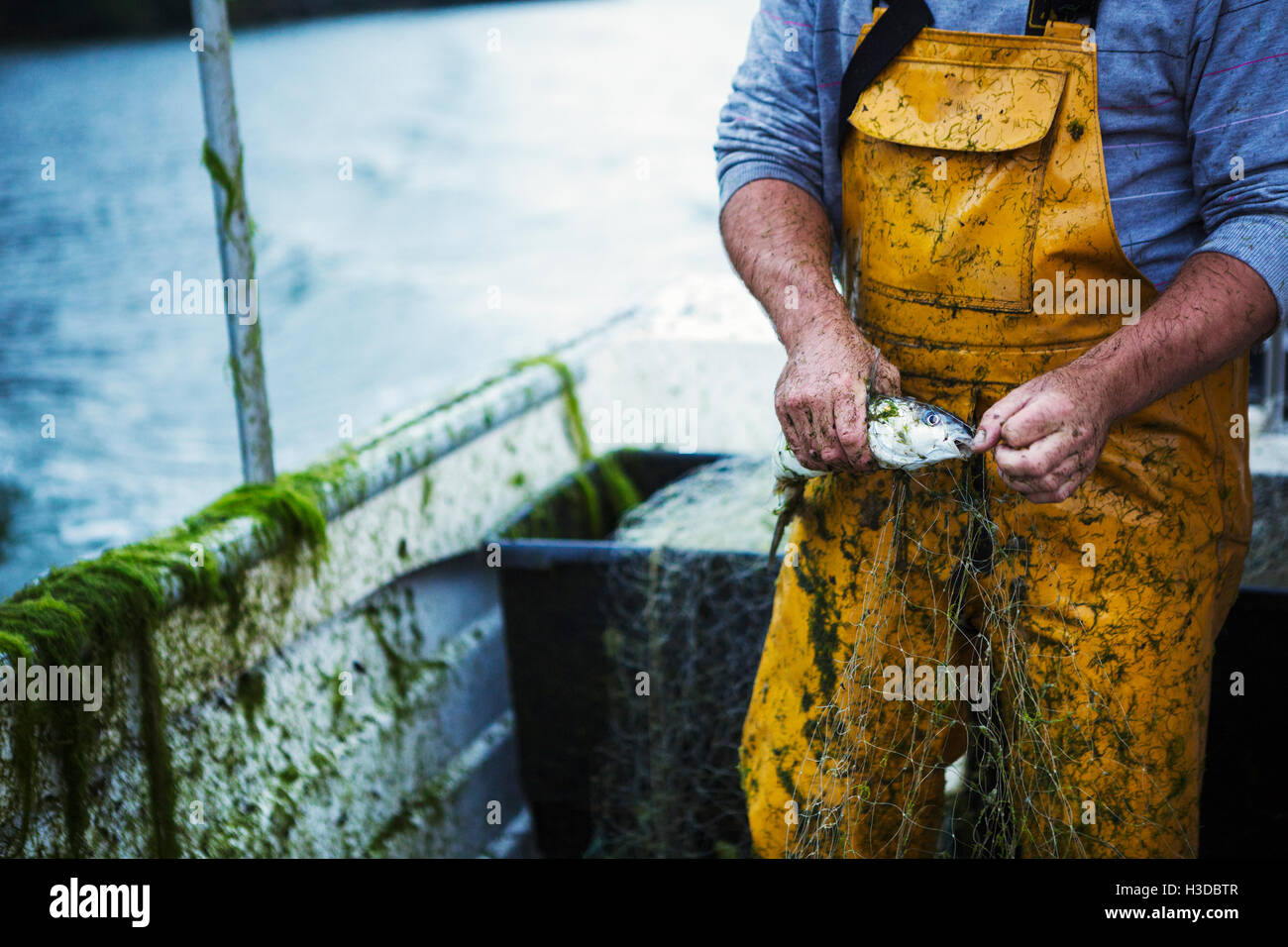 Un pescatore in giallo waders estraendo un pesci pescati dalla rete. Foto Stock