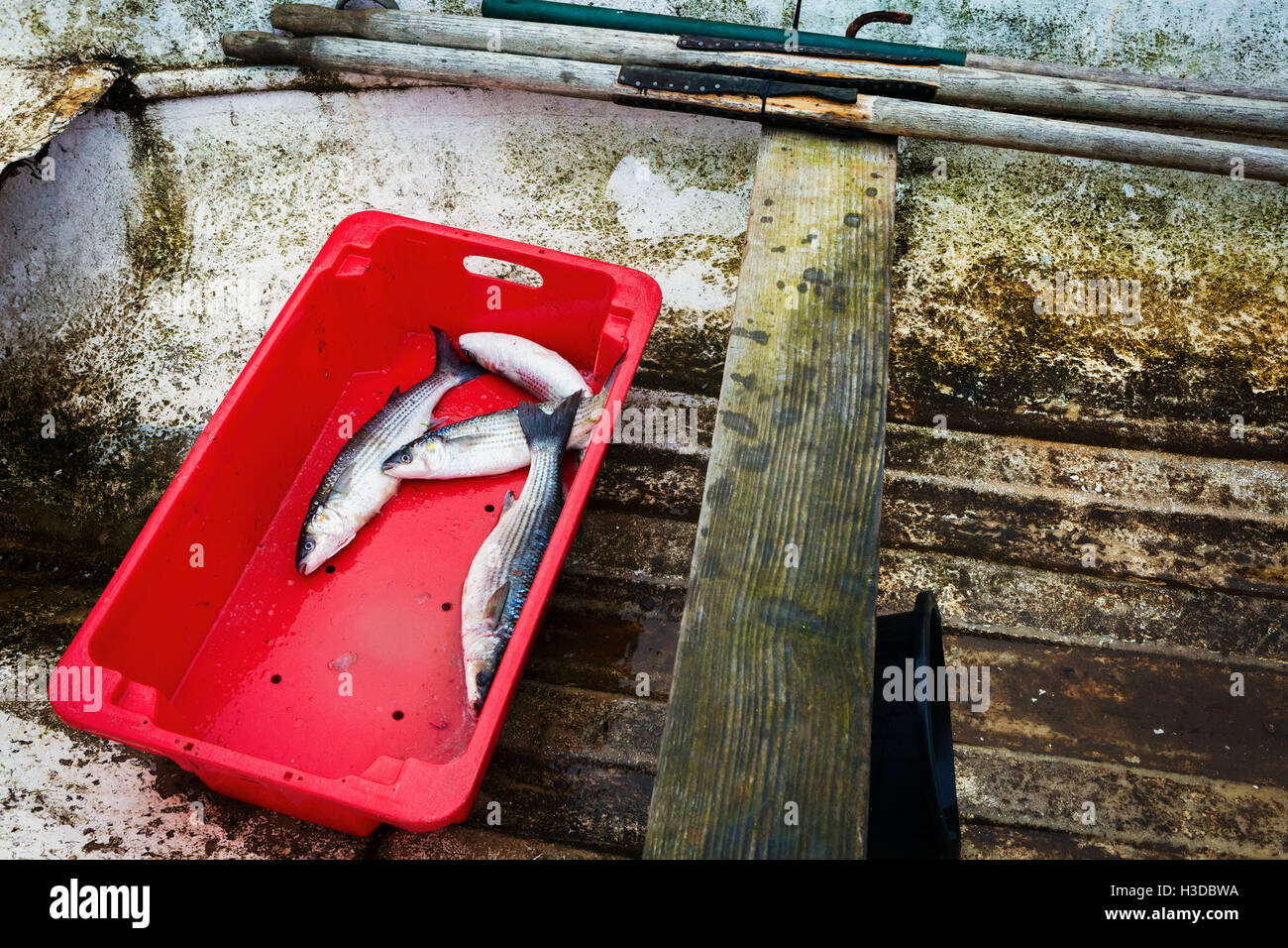 Un rosso scatola in plastica con quattro pesce appena pescato, nel fondo di una barca di legno. Foto Stock