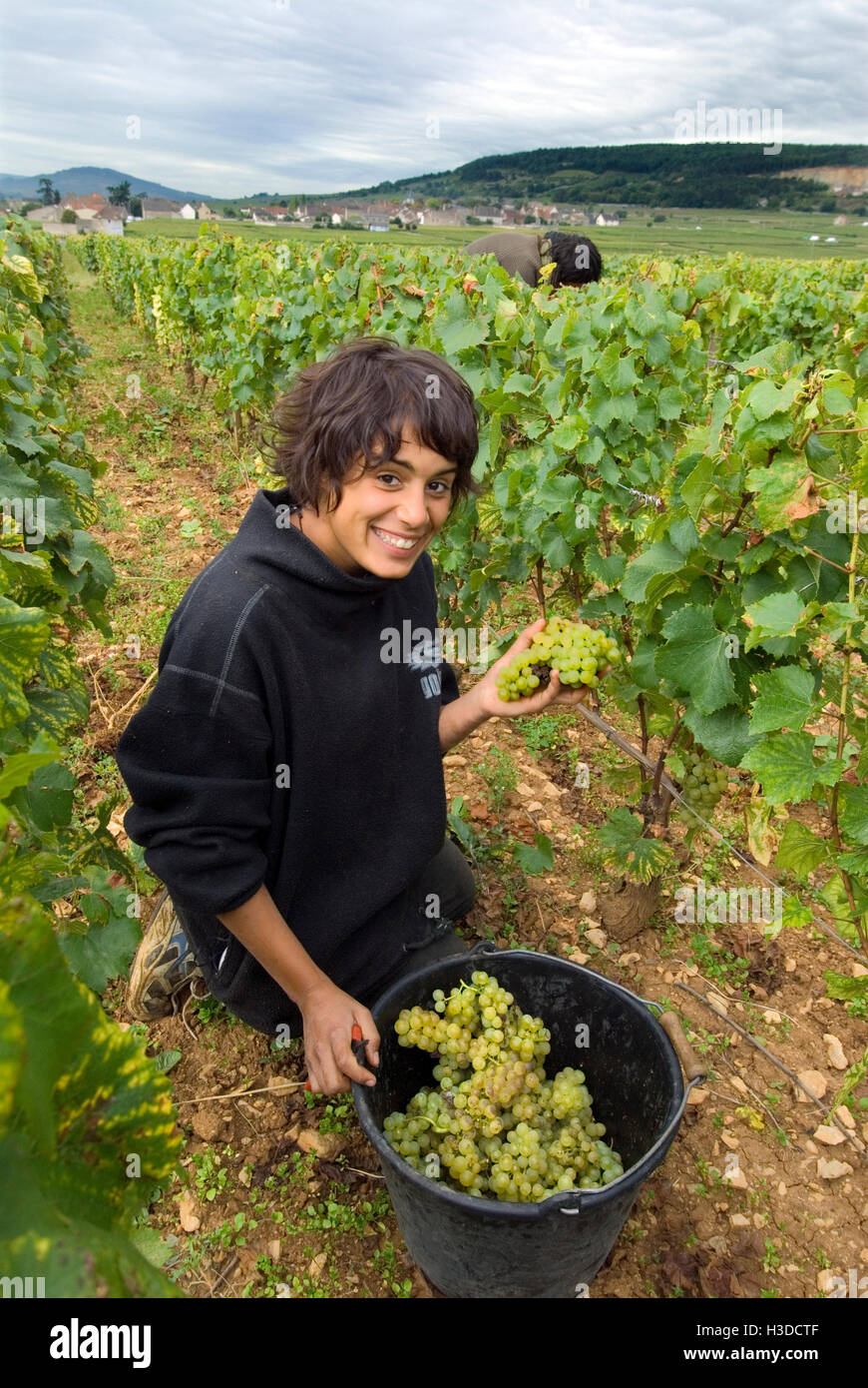 MONTRACHET Grand Cru raccoglitrice di uva lavorando nel Domaine Leflaive pacco di Le Montrachet vigna Puligny-Montrachet, Cote d'Or, Borgogna, Francia. Foto Stock