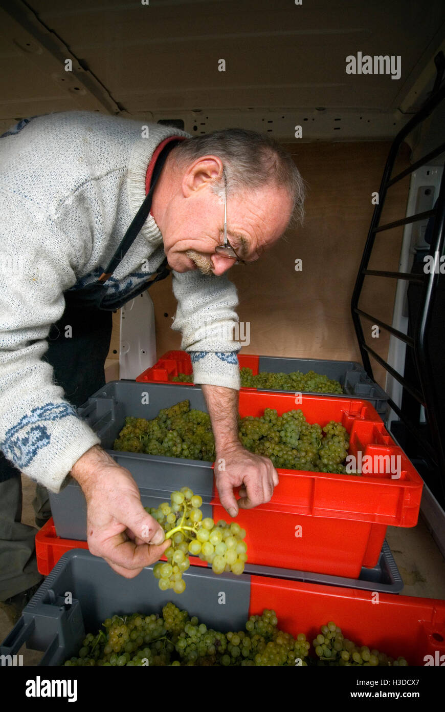 Operaio della vigna controllo Chardonnay raccolto in Domaine Leflaive parcel 'Le Montrachet' vigna Puligny-Montrachet, Cote d'Or Foto Stock