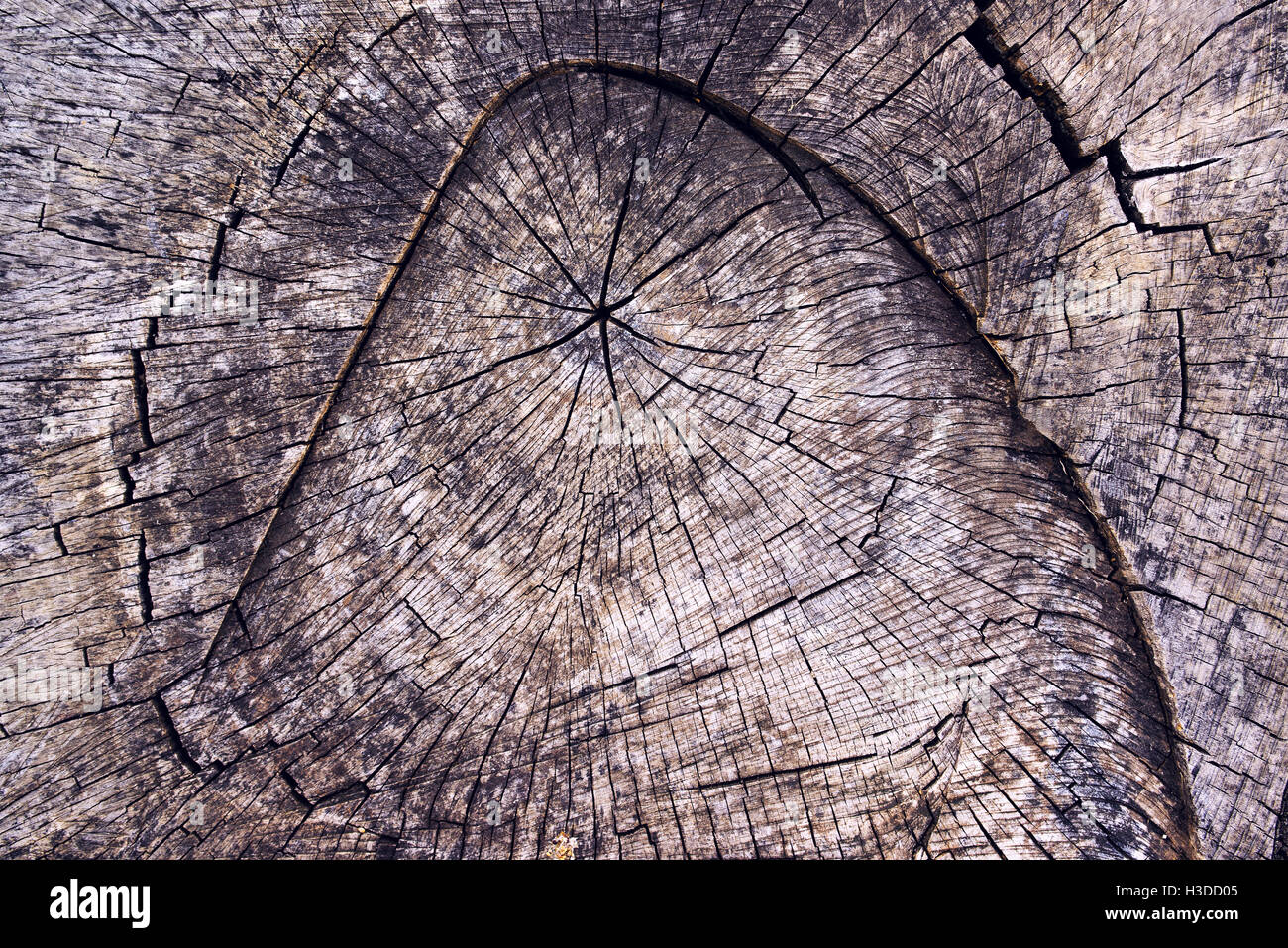 In legno antico ceppo di albero sezione texture di superficie come sfondo naturale Foto Stock