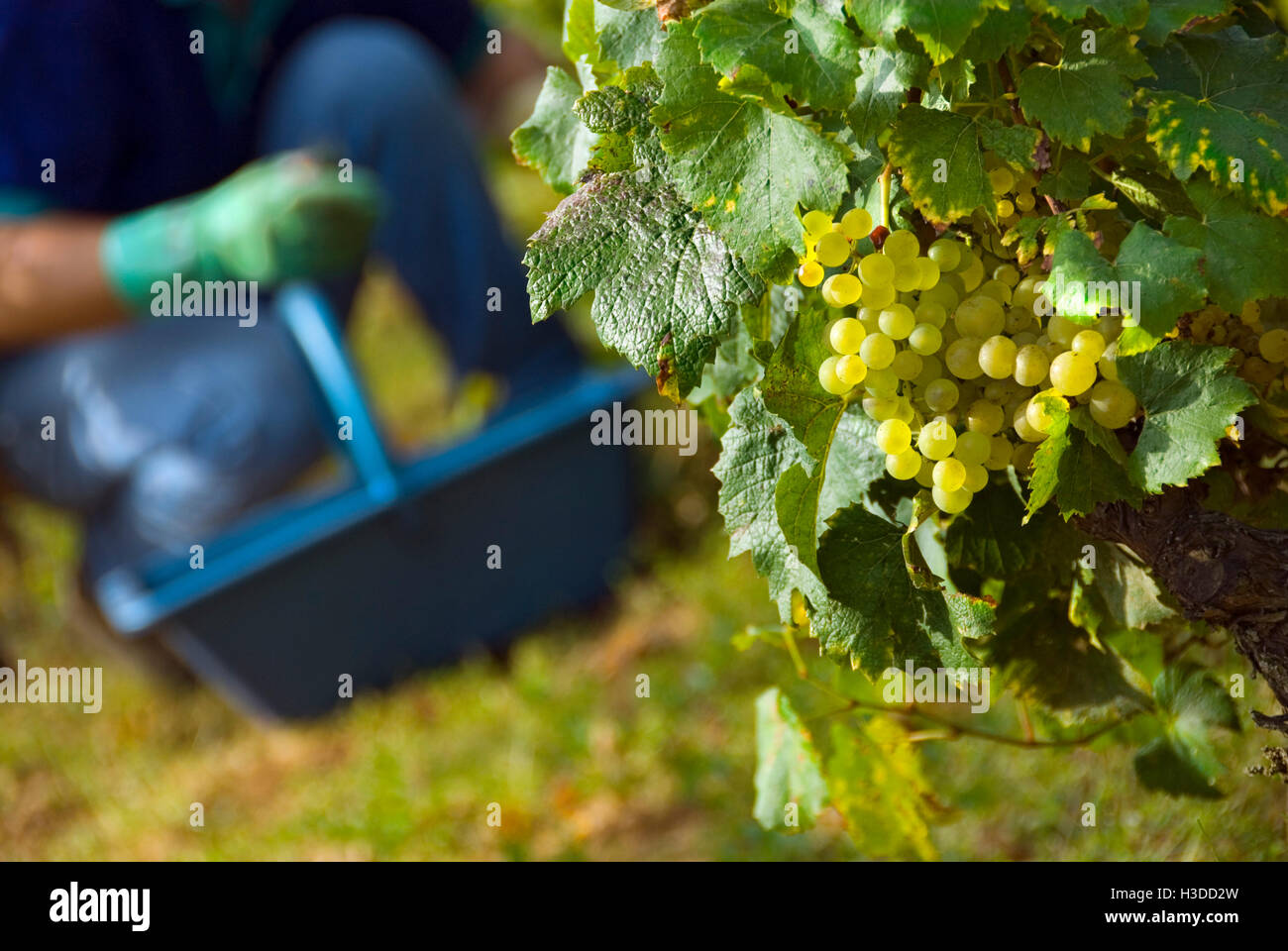 Montrachet GRAND CRU vendemmia le uve Chardonnay, raccoglitrice in background, Domaine de la Romanee-Conti Le Montrachet vigneto, Chassagne-Montrachet Foto Stock