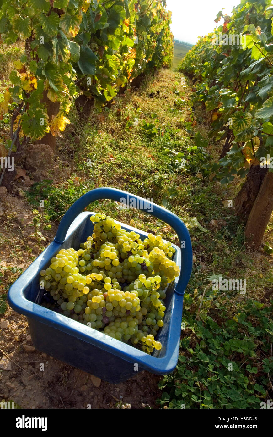 Vigneto le MONTRACHET DRC Pannier di uve Chardonnay raccolte nella parte Domaine de la Romanee-conti di le Montrachet, Chassagne-Montrachet Foto Stock